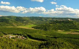 Magical Istrian Truffels