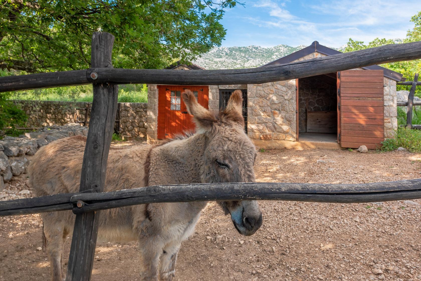 Villa Stone House Magarac, donkey Megi, traditional stone villa, private pool, wwww.zadarvillas.com